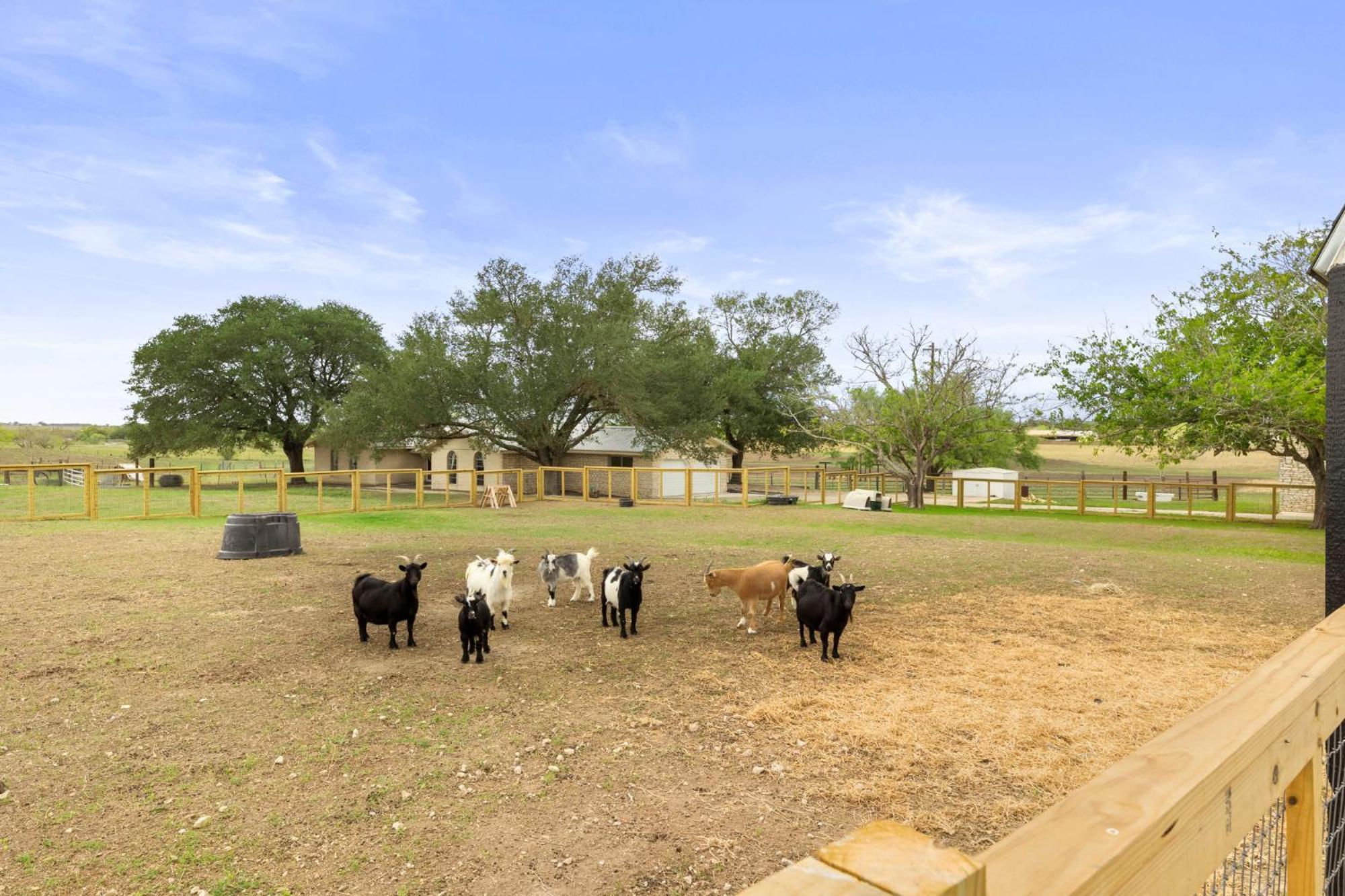 圣马科斯Farm Retreat With Jacuzzi, Fire Pit, Mini Goats, Mini Ponies And Mini Cows别墅 客房 照片
